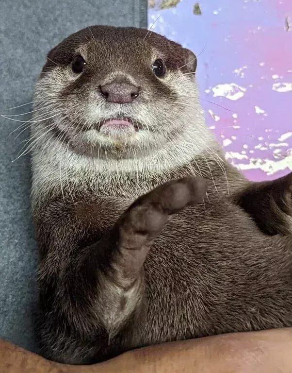 Otters standing alert together in the enclosure