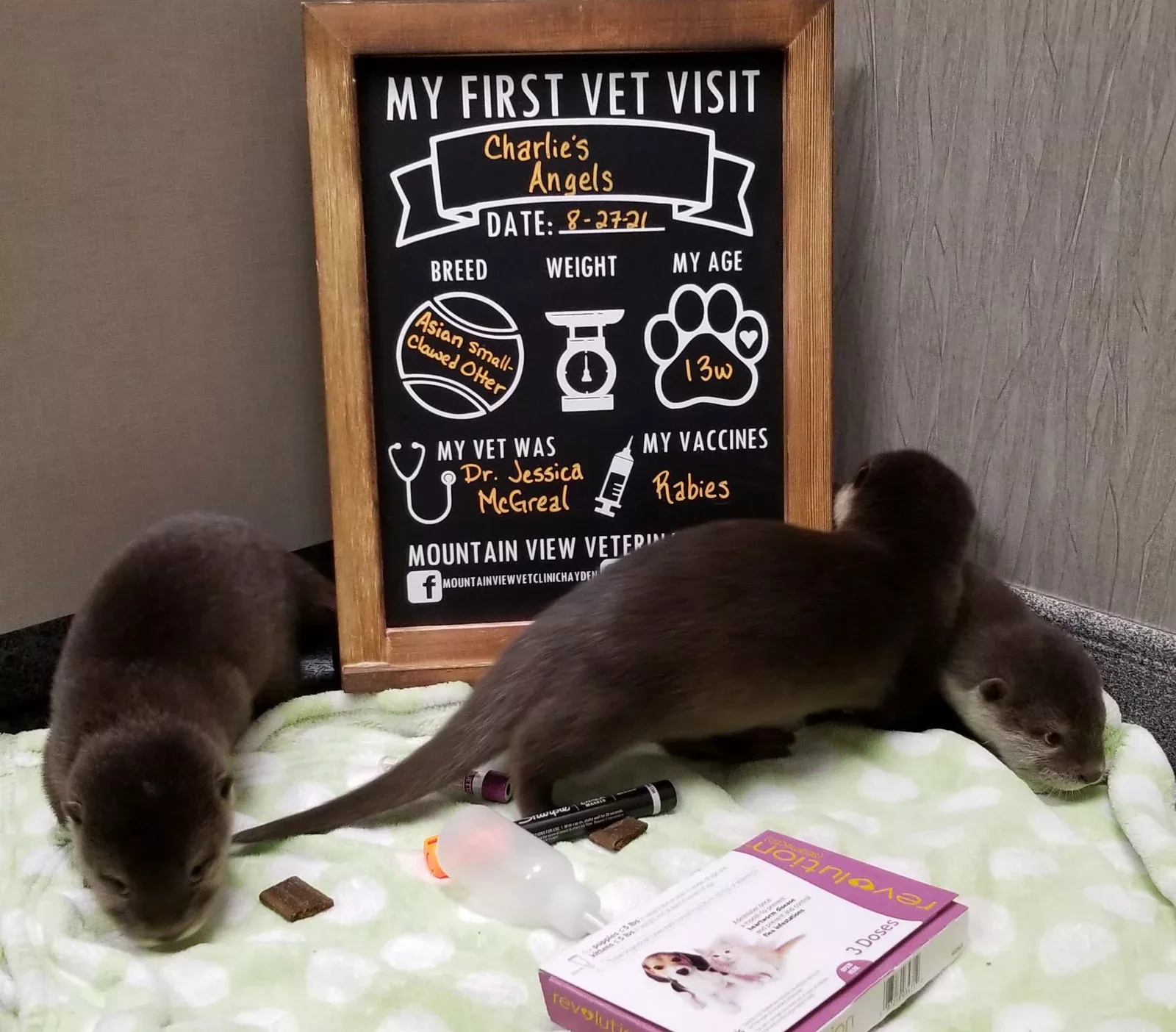 Otter photo 1