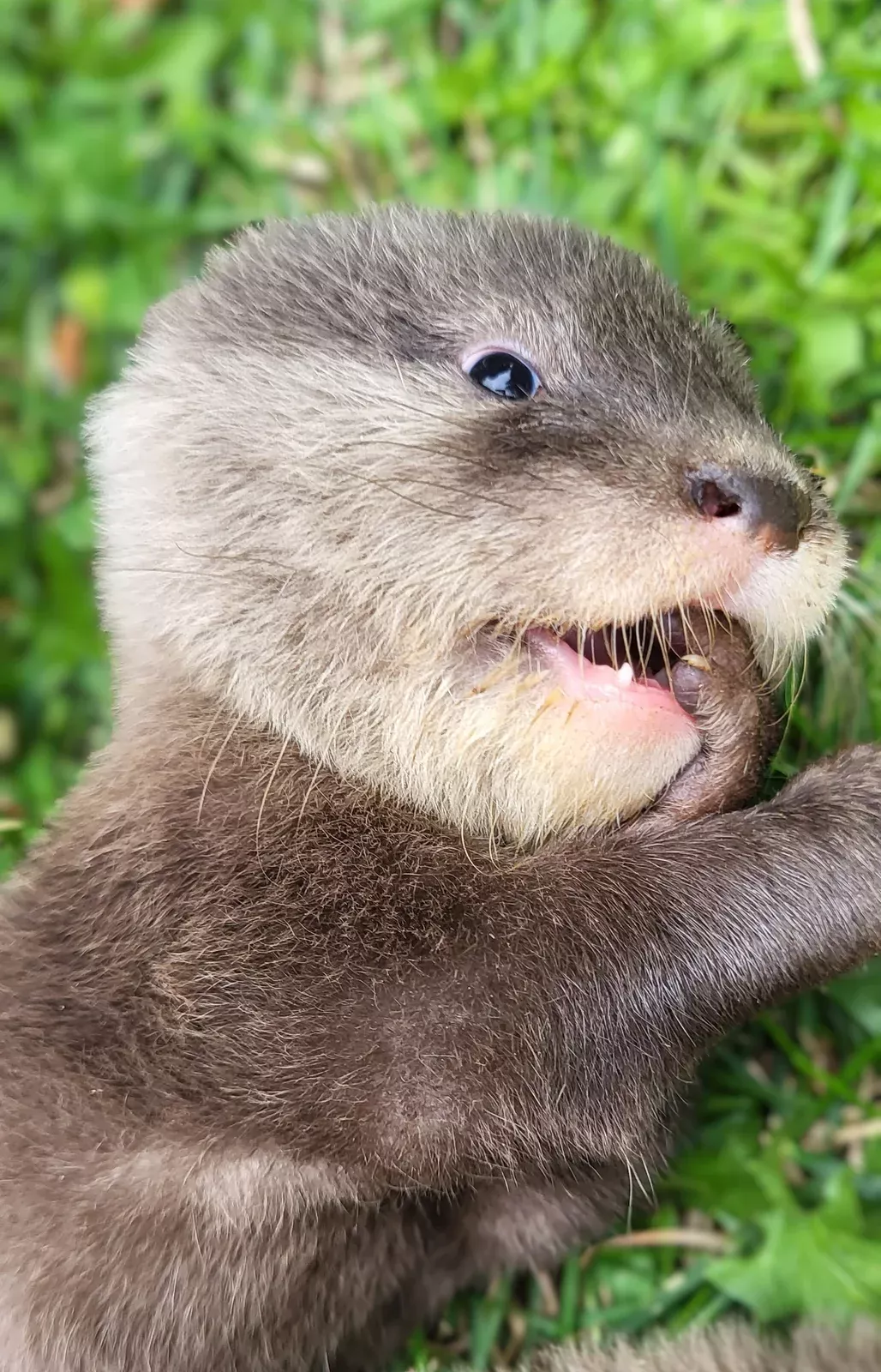 Otter photo 2
