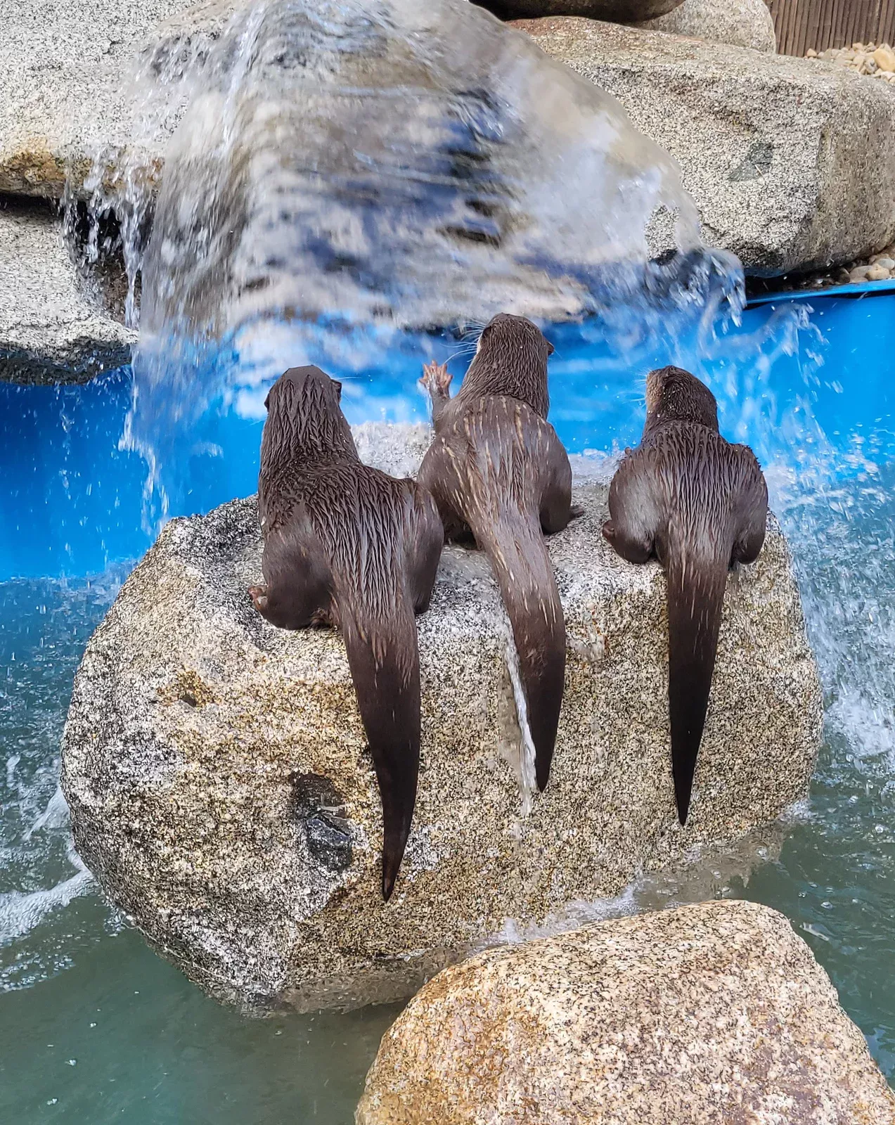 Otter photo 8