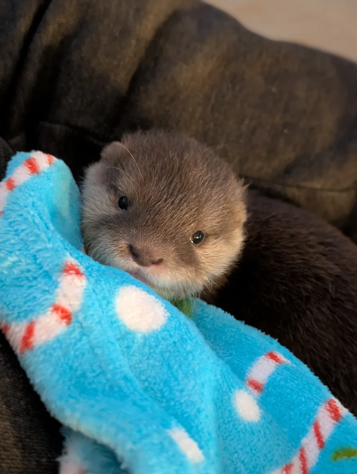 Otter photo 11
