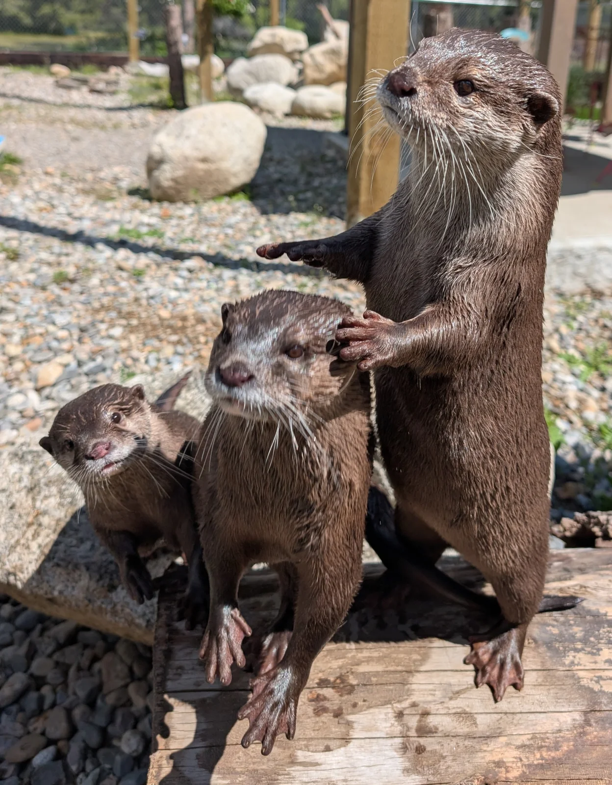 Otter photo 14