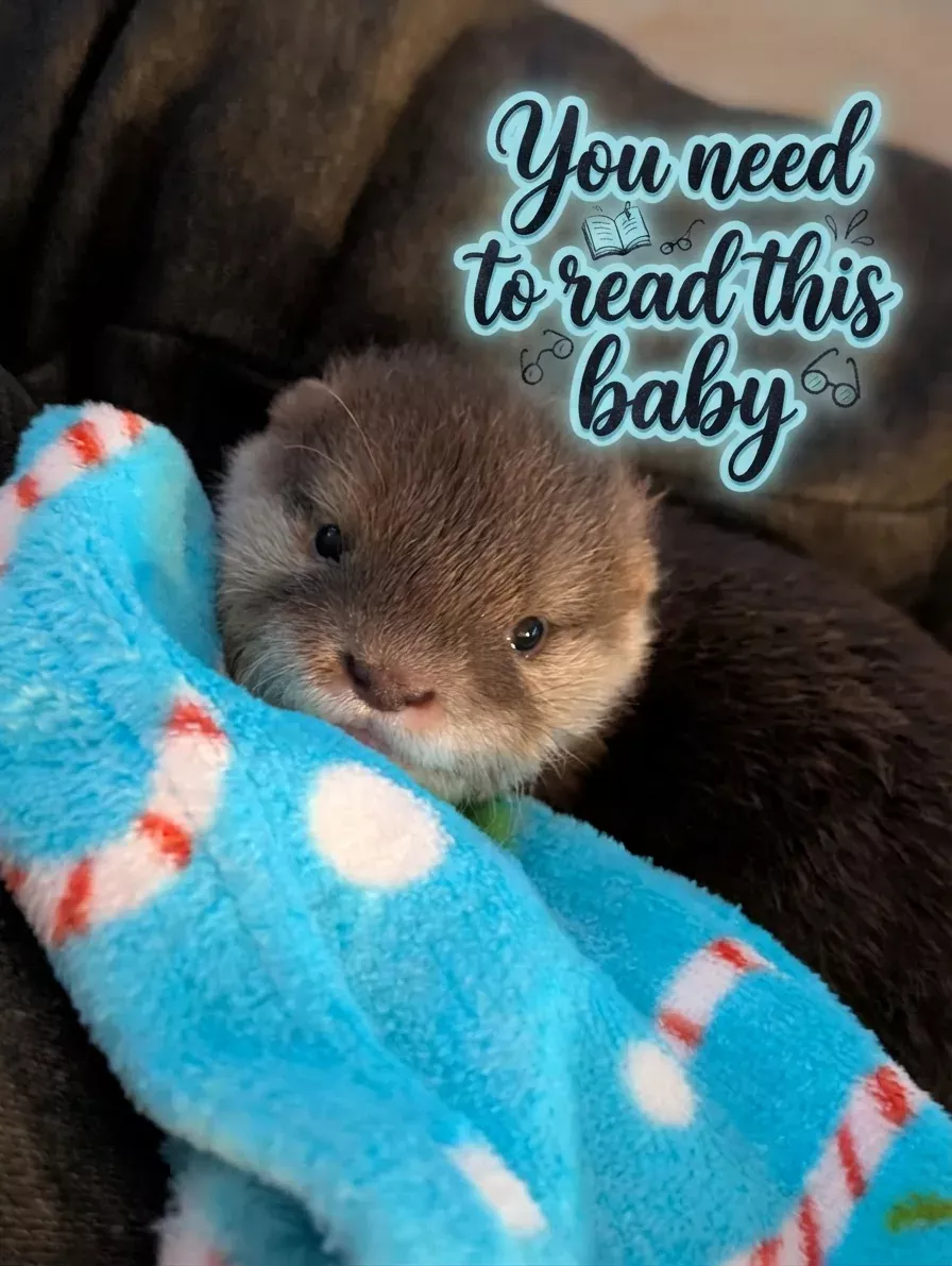 Cute otter